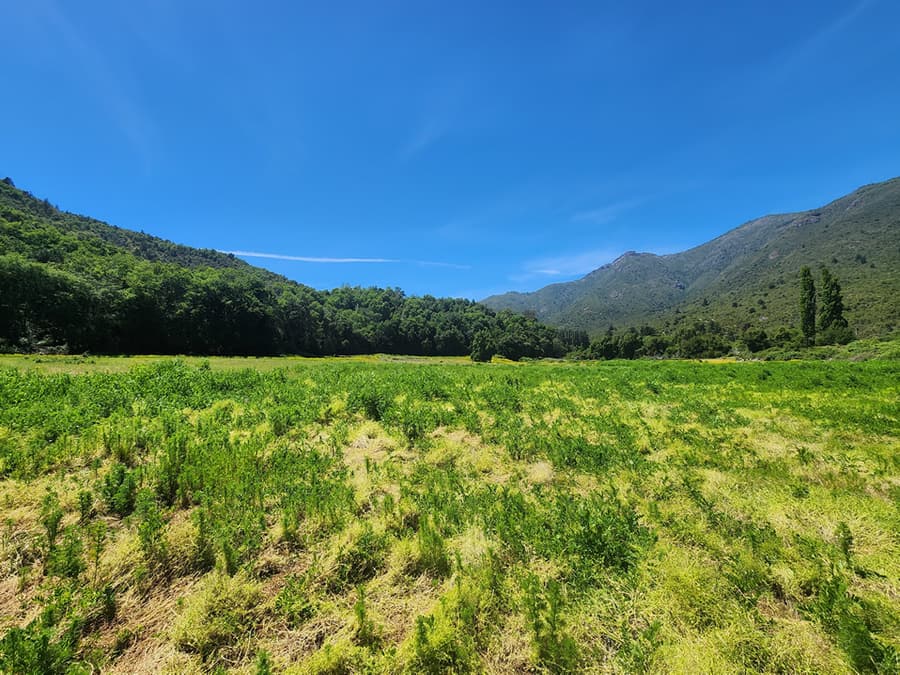 Bosque centenario